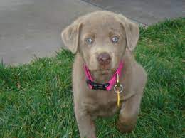 We would like to thank all of our puppy families for allowing us the opportunity to be a part of your family. Akc Silver Labrador Pups Southern California Akc Silver Lab Puppies Los Angeles California