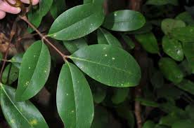 Image result for Xylocarpus
