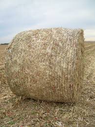 Straw is the material that passes through the threshing and separating units of the combine. Value Of Baled Corn Stover For Cattle Beef2live Eat Beef Live Better