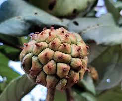 Image result for Myrianthus