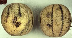Cantaloups Black Surface Mold International Produce Training