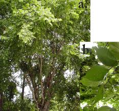 Flowering landscape trees are the crown jewels of the residential landscape, offering shape, color, and shade. Florida Native Plants Nursery