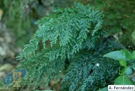 Image result for Vandenboschia gigantea