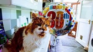 Check spelling or type a new query. 12 Imagenes Del Gato Mas Viejo Del Mundo Tras Ser Adoptado En 1988 Y Celebrar Ahora Su 30 Cumpleanos