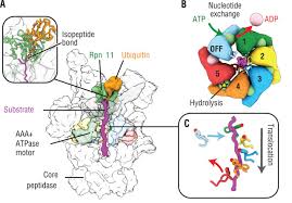 To preserve cellular function, transcription of proteasome subunit genes is induced in response to proteasome dysfunction caused. Substrate Engaged 26s Proteasome Structures Reveal Mechanisms For Atp Hydrolysis Driven Translocation Science