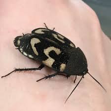 Image result for Isoglossa gregorii