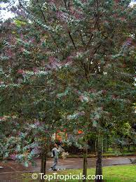 Acacia baileyana new york, new york. Acacia Baileyana Purpurea Purple Fernleaf Acacia Toptropicals Com
