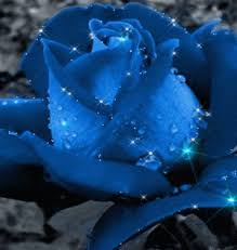 Rose Garden Community Google Rose Flowers Black Background Blue Roses