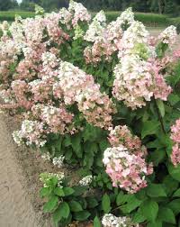 Ergens in een doorsnee provinciestadje op een klein politiebureau werkt mieke. Hydrangea Paniculata Mega Mindy Ilvomindy Decidous Trees And Shrubs Assortment Shop Kordes Jungpflanzen