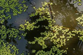 Image result for Lemna aequinoctialis