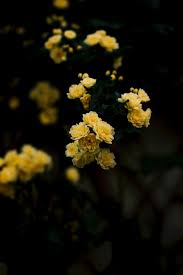 Maybe you would like to learn more about one of these? Yellow Aesthetic Wallpaper Rose 3648x5472 Wallpaper Teahub Io