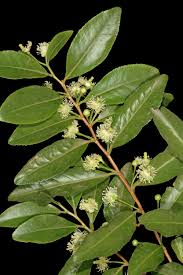 Image result for Aphloia theiformis