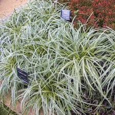 Image result for Carex angolensis