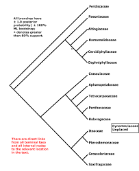 Image result for Gerrardinaceae