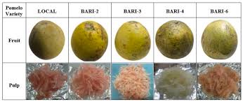 Image result for Mimosa Yellow 1990 Tracer