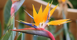 Nor is it hard to imagine why birds of. How To Overwinter Bird Of Paradise Plants Gardener S Path