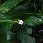 Image result for Justicia striata