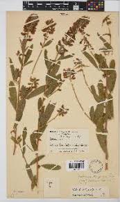 Image result for Tephrosia paniculata