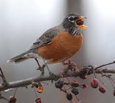 Adults have a pale yellow belly. Song Birds Primary Reference Resources Audubon Field Guide To The Mid Atlantic States By Peter Alden And Brian Cassie Patuxent Bird Identification Infocenter Bird Watcher S Digest Howard County Bird Club Southernspreadwing Com Grosbeak Family