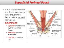 The superficial perineal pouch is a fully enclosed compartment: Ppt Female Perineum And External Genitalia Powerpoint Presentation Free Download Id 1898002