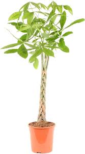 Image result for pachira obrázek