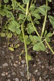 Image result for Trigonella anguina