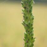 Image result for Sacciolepis africana