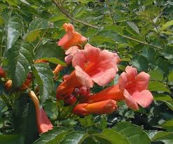 Check spelling or type a new query. Trumpet Creeper Campsis Radicans