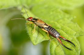 Nutzliche Insekten Diese Wollen Sie Im Garten Haben