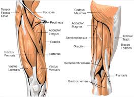 The leg muscles are organized in 3 groups: Vastus Lateralis Rectus Femoris Leg Muscles Anatomy Leg Anatomy Knee Muscles Anatomy