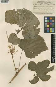 Image result for Begonia wollastonii