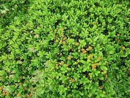 Image result for Burseraceae