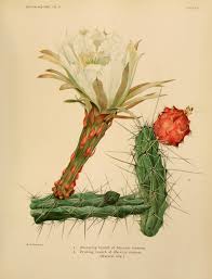 V 2 The Cactaceae Biodiversity Heritage Library Botanical Drawings Botanical Art Plant Illustration