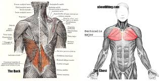 Muscles of the chest, also called the thorax, include both smooth muscles and skeletal muscles. If You Only Train Your Chest Muscle You Ll End Up Looking Worse