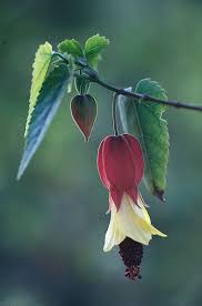 Image result for Abutilon