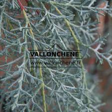 Image result for Cupressus arizonica