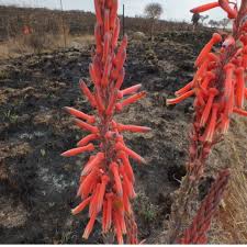 Image result for Aloe greatheadii