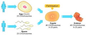 Zygote, fertilized egg cell that results from the union of a female gamete (egg, or ovum) with a male gamete (sperm). What Is The Importance Of Producing A Haploid Egg Cell Brainly Ph