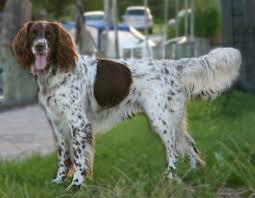 Amigo Langharsklubben German Longhaired Pointer Unique Dog Breeds Dog Breeds