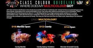 Ubf Competition Does Not Have A Multicolour Class Simply Because 80 Of Fish Are Multi Coloured Instead We Have Accepted All In 2020 Betta Fish Betta Fish For Sale