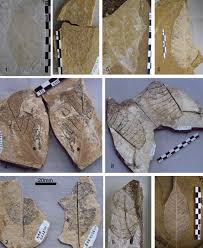 Image result for Scorodophloeus fischeri