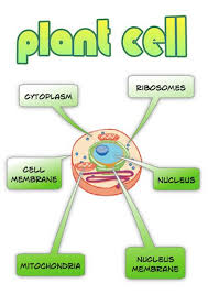 Check spelling or type a new query. 15 Plant And Animal Cell Art Ideas Plant And Animal Cells Animal Cell Cells Project