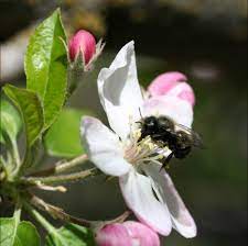 Maybe you would like to learn more about one of these? Bees In Your Backyard Spring Pollination With Gentle Orchard Mason Bees Seattle S Favorite Garden Store Since 1924 Swansons Nursery