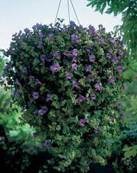 Pin On Torenia