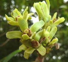 Image result for Trichilia