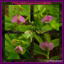 Image result for Polygala persicariifolia