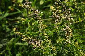 Image result for Ocimum americanum
