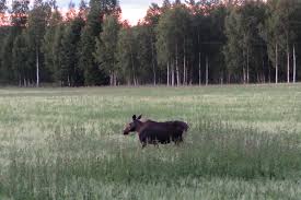 Västmanland is a province in the svealand region in sweden. Oko Tourismus In Vastmanland Schwedens Wildnis Hautnah Erleben