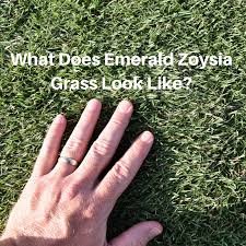 Check spelling or type a new query. What Does Emerald Zoysia Grass Look Like Houston Grass South