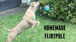 The tether tug pole spins and flexes 360 degrees for an added challenge. D I Y Dog Toy Ll Homemade Flirt Pole Ll Staffiegirllola Youtube